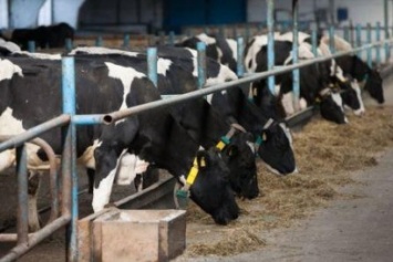 На Черниговщине массово вырезают коров
