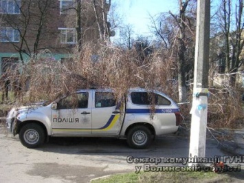 Дерево упало на автомобиль полиции в Волынской области, есть пострадавшие