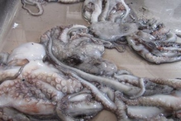 В Бердянске рыбаки в Азовском море выловили осьминогов