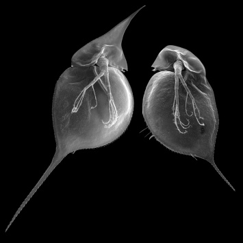 Красноярские ученые изучили воздействие музыки на размножение планктона