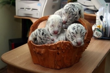 Пополнение в ялтинском зоопарке: Тигрюля родила 4 малышей, но тут же отказалась их кормить