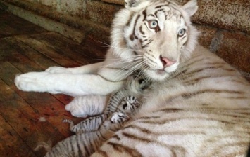 Тигрюля родила четверых тигрят-альбиносов