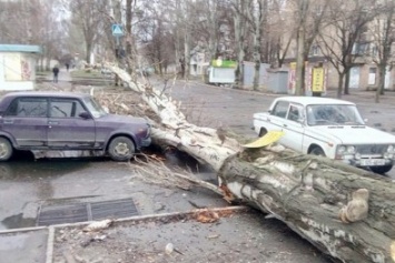 В Запорожье тополь упал на машину, есть пострадавшие, - соцсети (ФОТО)