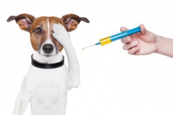 В Славянске пройдет вакцинация животных от бешенства. График по микрорайонам