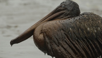 BP заплатит многомиллиардный штраф за экологическую катастрофу 2010 года