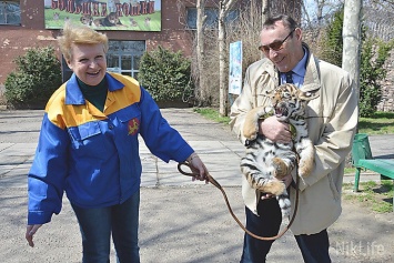 В Николаевском зоопарке впервые вывели на прогулку маленьких амурских тигрят (ФОТО)