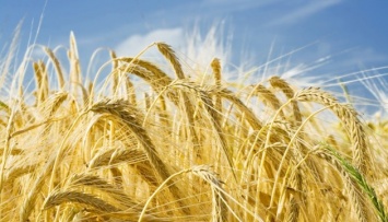 Государственную зерновую корпорацию пытались "нагреть" на 21 миллион