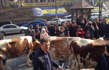 Ляшко с коровами пикетируют здание правительства