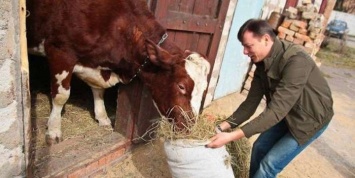 Ляшко накормил и расцеловал корову под Кабмином (ВИДЕО)