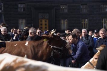 "А я их люблю": Ляшко поцеловал корову перед зданием Кабмина, рассказав, чего боится правительство