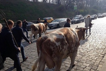 Под Кабмином митингуют коровы и доярки во главе с Ляшко (ФОТО, ВИДЕО)