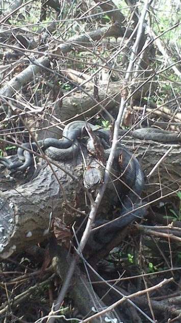 Фотофакт: на Хортице огромные змеи проснулись от зимней спячки