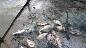 "Николаеврыбохрана" поймала браконьеров, которые в нерест сетями ловили рыбу