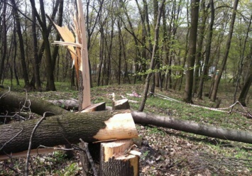 В Голосеевском парке Киева неизвестные уничтожили более 100 деревьев (фото)