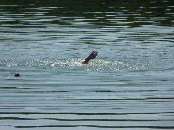 В озере в Кировоградской области утонул мужчина