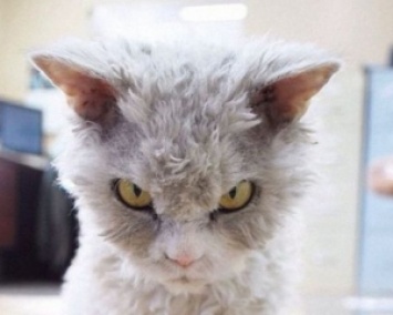 Самый злой кот в мире с большими глазами влюбил соцсети (ФОТО)