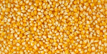 Украина увеличит экспорт кукурузы - заявляет минсельхоз США