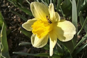 Макеевка расцветает - лучшие фото апрельских цветов