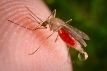 В Днепродзержинске появилась малярия: число заболевших, симптомы и лечение