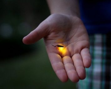 Ученые создали устройство для «общения» со светлячками