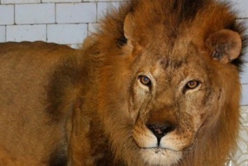 История одного льва: как харьковские специалисты спасли жизнь хищнику из Северодонецка (ФОТО)