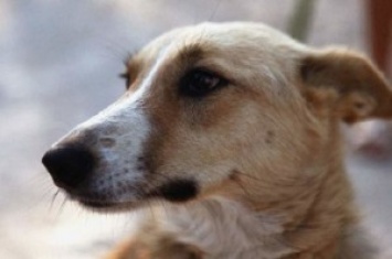 Счастливая собака-туристка и альпинистка живет во Львове