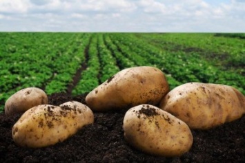 Как вырастить идеальный картофель? Советы черниговских специалистов