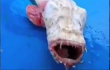Малазийские рыбаки выловили монстра - рыбу без глаз с жуткой челюстью