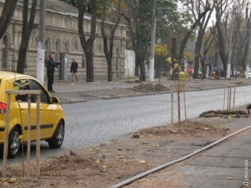 Прежде чем посадить в Одессе дерево, нужно получать разрешение «Горзелентреста», - мэрия