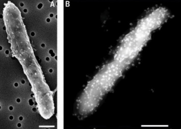 Гигантские бактерии способны нарушить законы природы - ученые