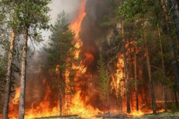 За минувшие сутки в Херсонской области пять раз горел лес