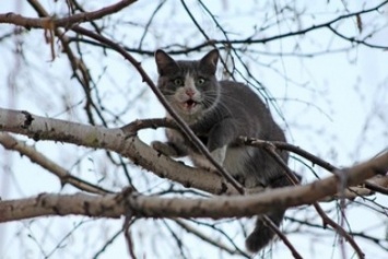 Кременчугские пожарные спасли кота, просидевшего на дереве трое суток