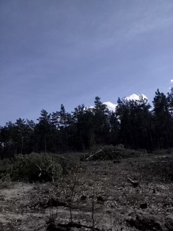 В Буче массово вырубают лес