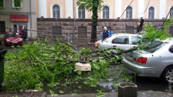 В Одессе ветер повалил восемь деревьев