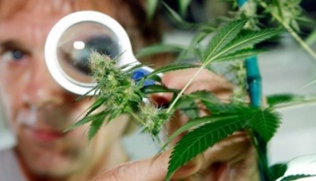 Канада легализует марихуану в следующем году