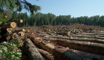 Более 100 уголовных производств за незаконную рубку леса начато в Закарпатье