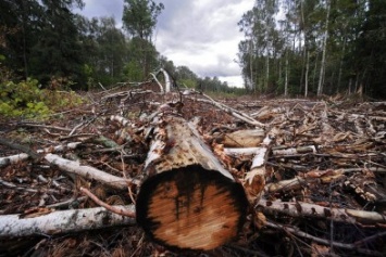 Браконьеры спилили в Черниговской области 200 деревьев стоимостью в полмиллиона