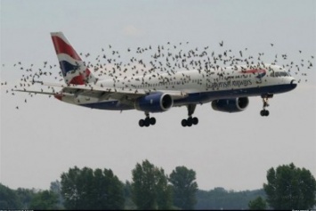 Для безопасности полетов аэропорт «Херсон» борется с птицами