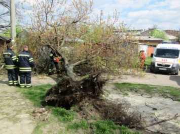 Дерево упало на мужчину в Черкассах