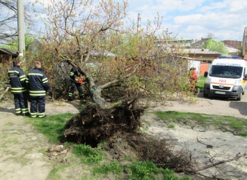 В Черкассах дерево упало на мужчину, 58-летний пострадавший госпитализирован