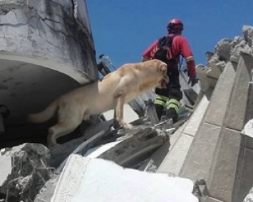 Пес умер во время спасения людей после землетрясения в Эквадоре (ФОТО)