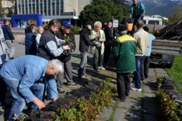 На главной площади Ялты высадили более тысячи кустов роз и сотни кустов можжевельника