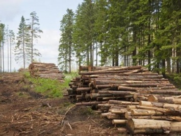 Прокуратура начала расследовать дело чиновников, которые "узаконили" рубку лесов в Прикарпатье