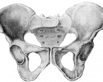 Женский таз "подсказал" лучший возраст для рождения ребенка