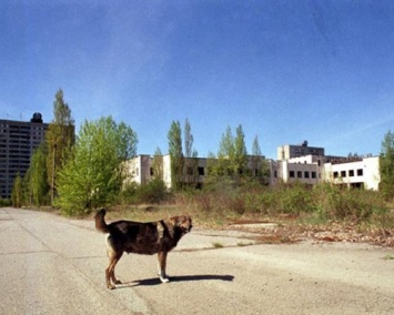 В Чернобыле обнаружена новая опасность