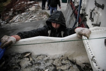 В Киевское водохранилище выпустят более 10 тысяч рыб