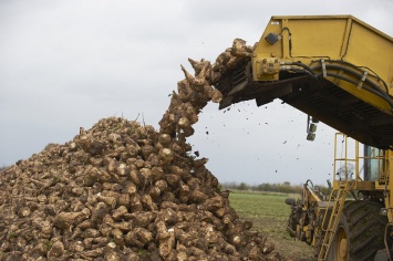 USDA: урожай сахарной свеклы увеличится на 15%