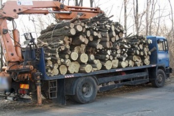 Прокуратура и лесничество проверят законность вырубки леса под Кременчугом