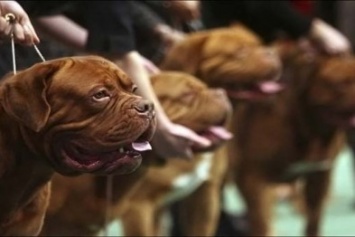 Породистые собаки со всей Украины поборятся за кубок мэра Мариуполя