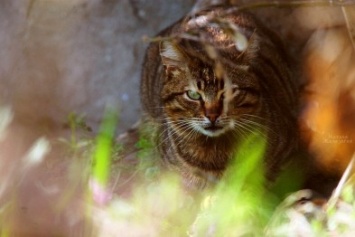 Сам ты «мимими»: фотоподборка самых неприветливых котов из Одессы (ФОТО)
